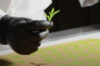 Силіконова форма для декору ЛИСТЯ Silikomart GIARDINO, фото №7, інтернет-магазин харчового обладнання Систем4